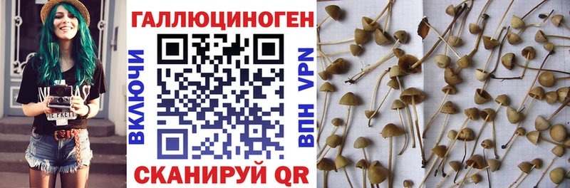 shop как зайти Далматово Галлюциногенные грибы мицелий